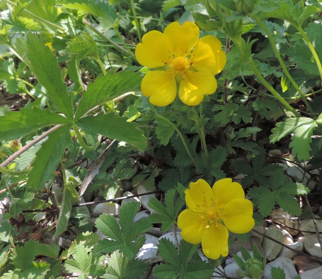 Piantina strisciante - Potentilla reptans